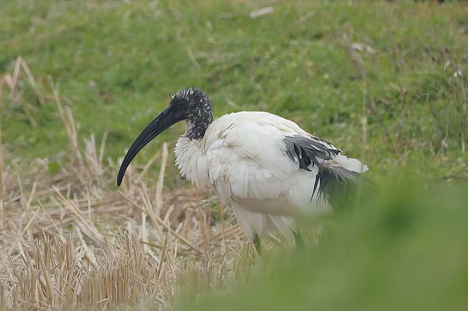 Ibis sacro  - Giacomo Bazzini