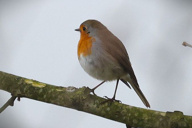 Pettirosso  - Giacomo Bazzini