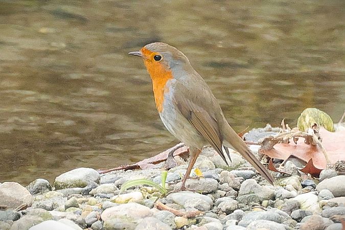 Pettirosso  - Giacomo Bazzini