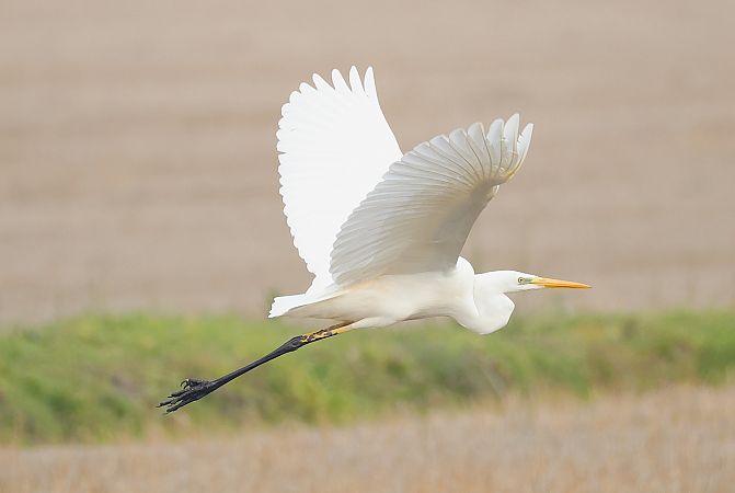 Airone bianco  - Giacomo Bazzini