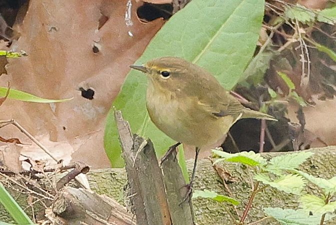 Luì piccolo  - Giacomo Bazzini