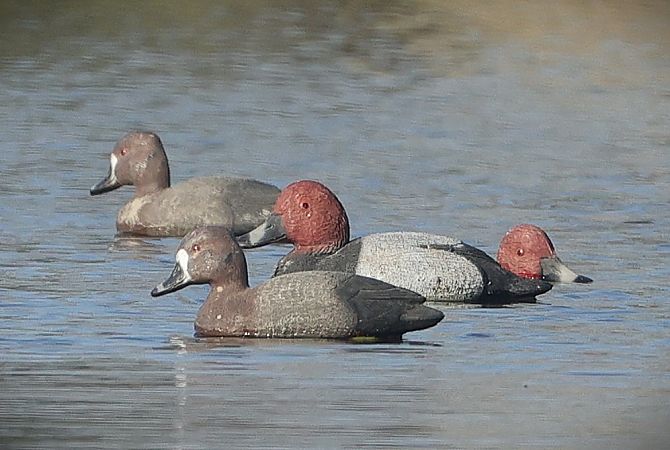 Moriglione  - Giacomo Bazzini