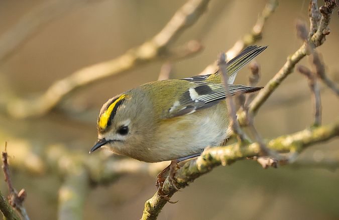 Regolo  - Giacomo Bazzini