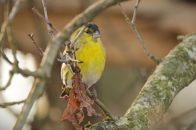 Lucherino  - Giacomo Bazzini