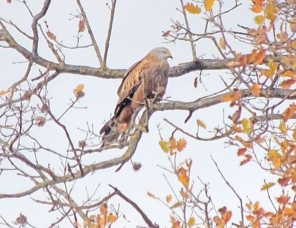 Nibbio reale  - Luigi Andena