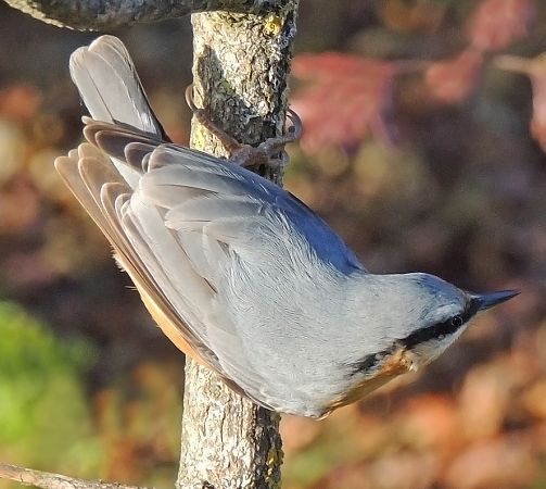 Picchio muratore  - Luigi Andena