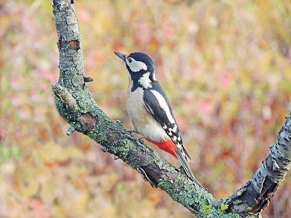 Buntspecht  - Luigi Andena