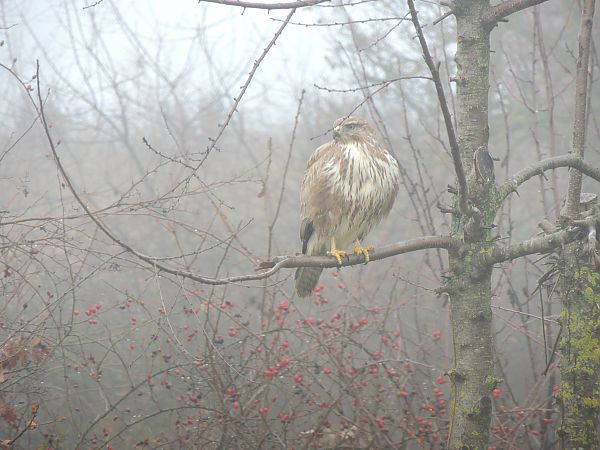 Poiana  - Luigi Andena