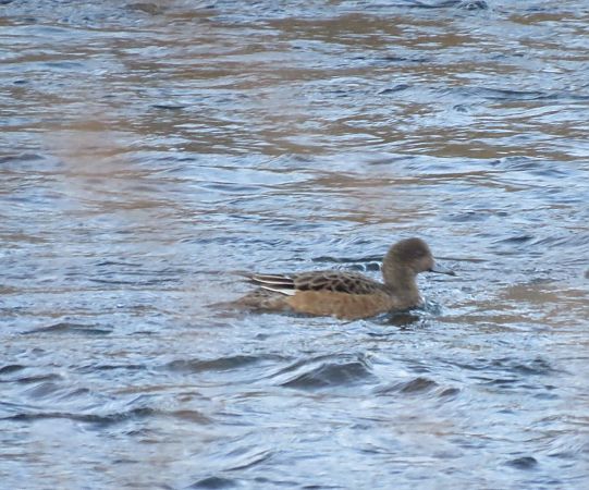 Fischione  - Stefano Nicolodi