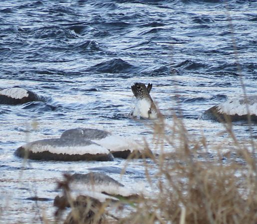 Fischione  - Stefano Nicolodi