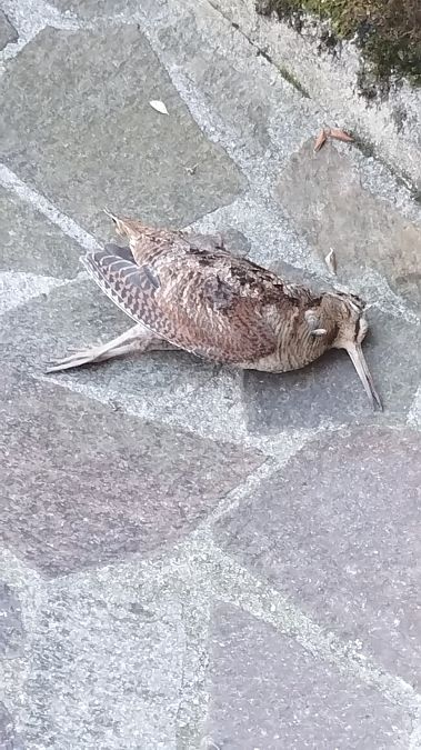 Waldschnepfe  - Osservatorio Biodiversità Rafvg (FVG)