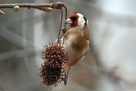 Cardellino  - Maurizio Parenti