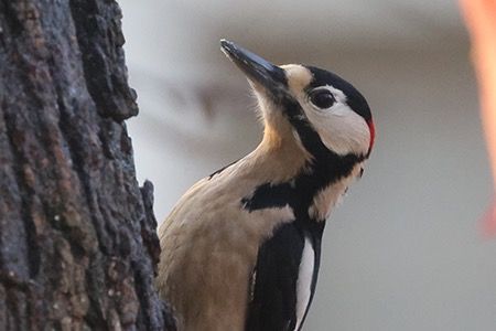 Picchio rosso maggiore  - Maurizio Parenti