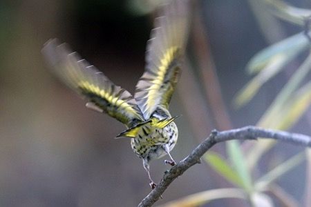 Lucherino  - Maurizio Parenti