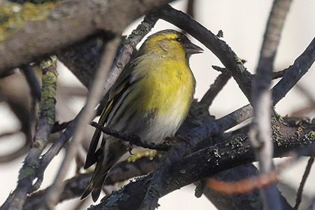 Lucherino  - Maurizio Parenti