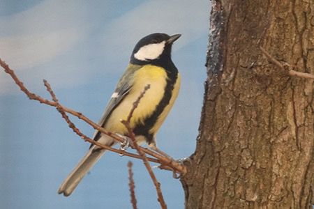 Cinciallegra  - Maurizio Parenti