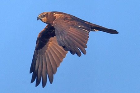 Falco di palude  - Maurizio Parenti