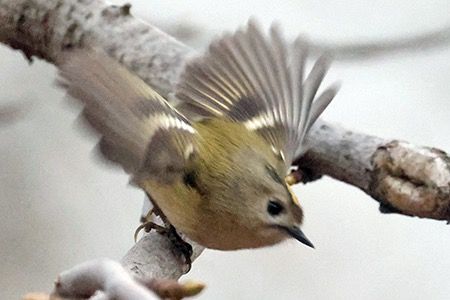 Regolo  - Maurizio Parenti