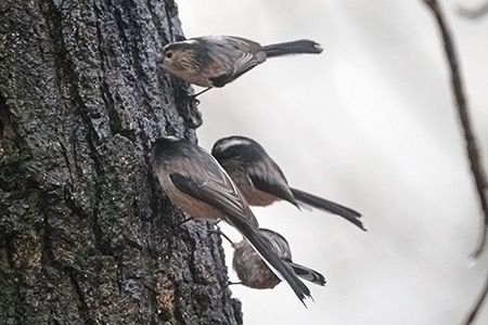 Codibugnolo  - Maurizio Parenti