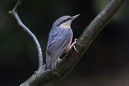 Picchio muratore  - Maurizio Parenti