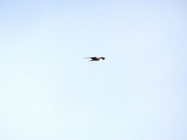 Albanella pallida  - Rosario Dario Amore