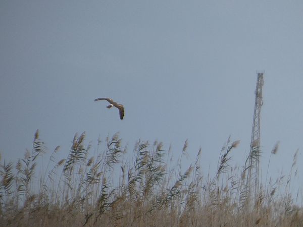 Albanella pallida  - Rosario Dario Amore