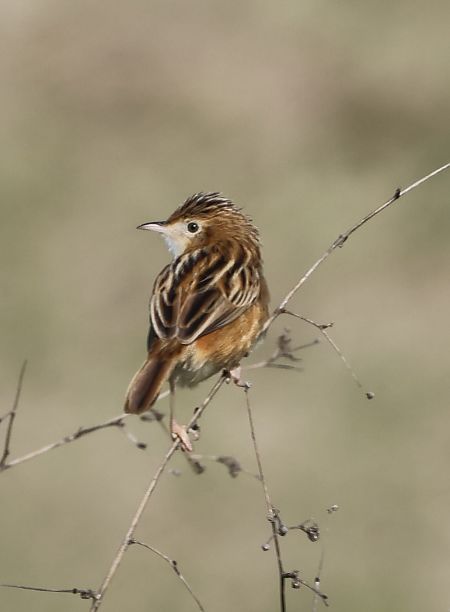 Beccamoschino  - Sergio Enrico Gallo