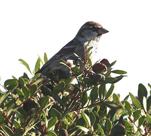 Moineau cisalpin  - Sergio Enrico Gallo