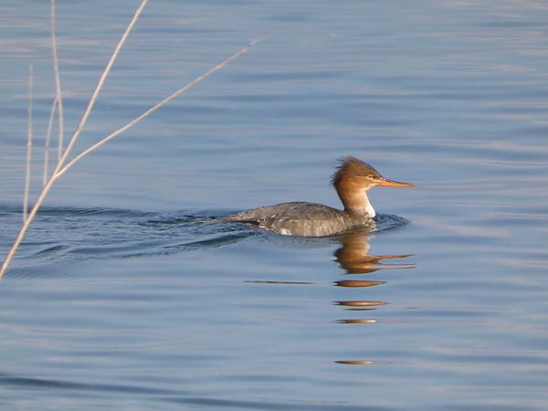 Smergo minore  - Theodore Margaroli
