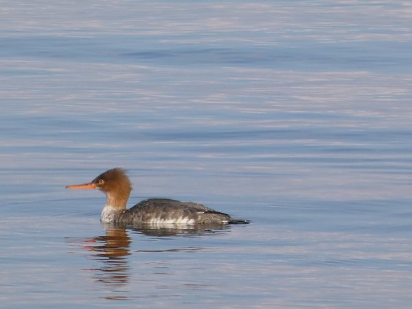 Smergo minore  - Theodore Margaroli