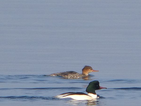 Smergo minore  - Theodore Margaroli