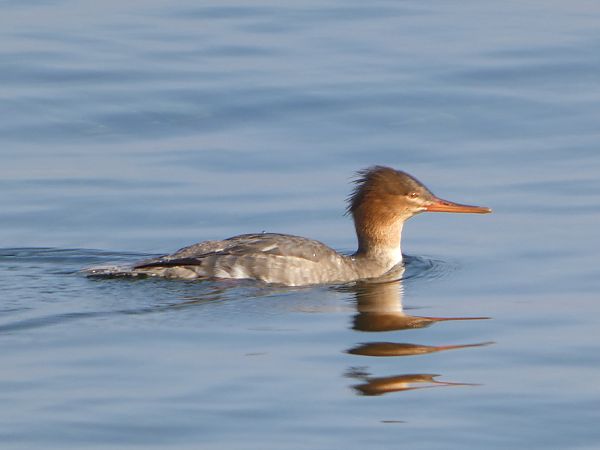 Smergo minore  - Theodore Margaroli