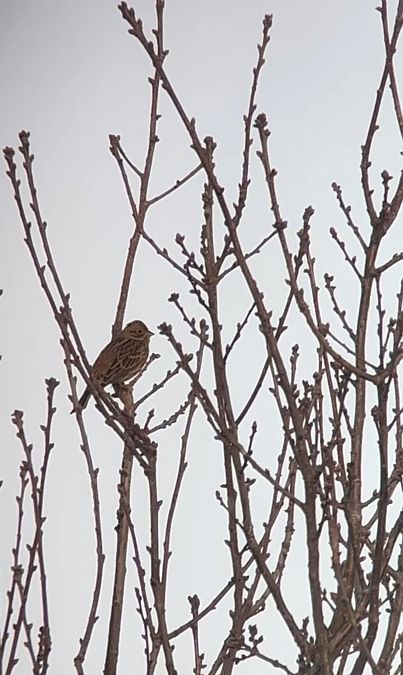 Zigolo giallo  - Letizia Saviola