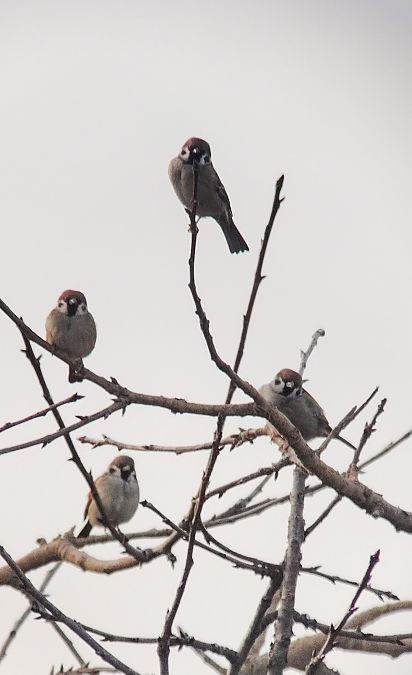 Passera mattugia  - Letizia Saviola