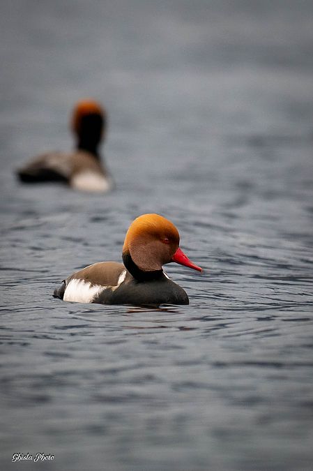 Fistione turco  - Mario Ghislanzoni