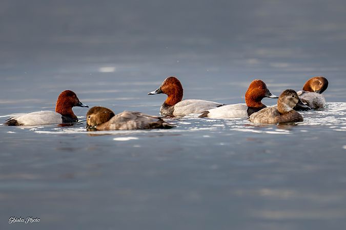 Moriglione  - Mario Ghislanzoni