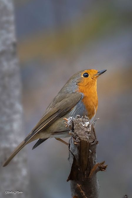 Pettirosso  - Mario Ghislanzoni