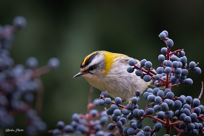 Fiorrancino  - Mario Ghislanzoni