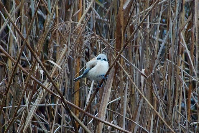 Pendolino  - Francesca Scolari