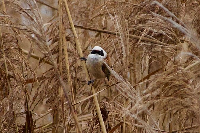 Pendolino  - Francesca Scolari