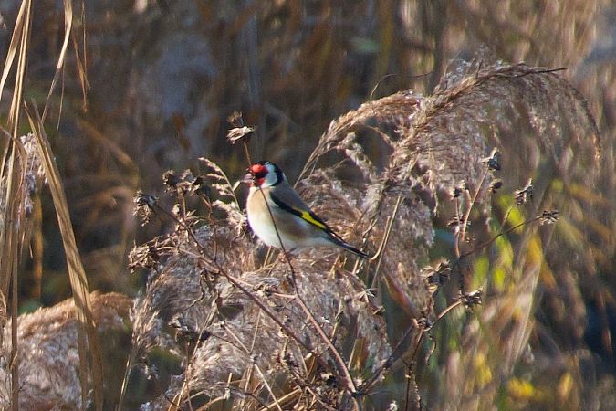 Cardellino  - Francesca Scolari