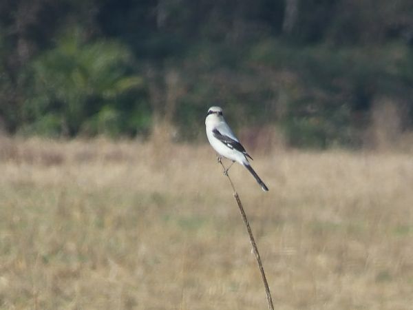 Averla maggiore  - Daniele Zanutto