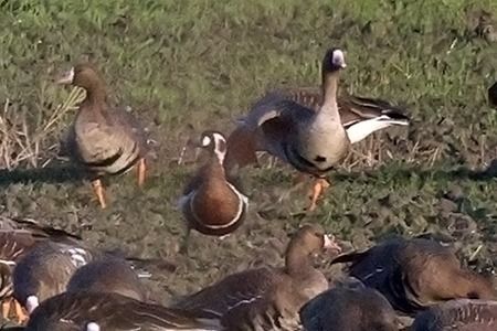 Oca collorosso  - Renzo Falzoni