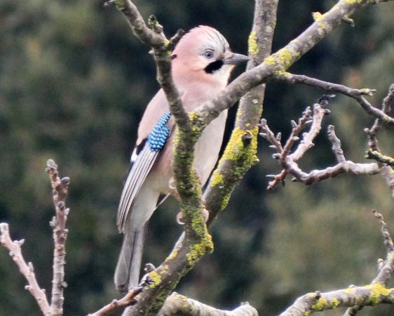 Ghiandaia  - Massimo Angei