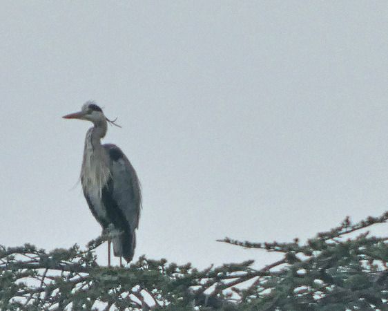 Airone cenerino  - Massimo Angei