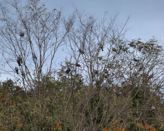 Colombaccio  - Massimo Angei