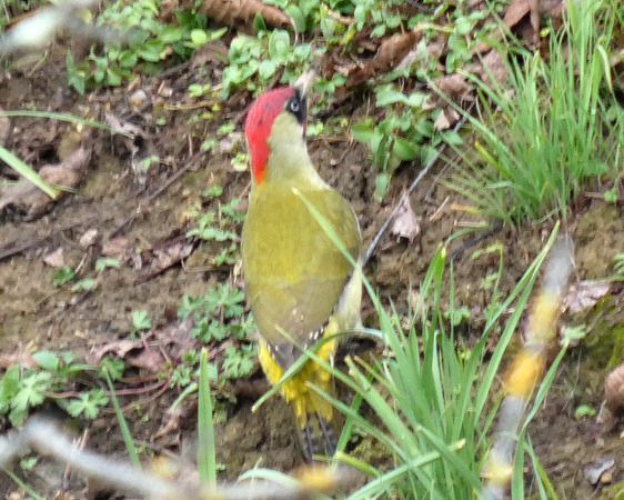 Picchio verde  - Massimo Angei