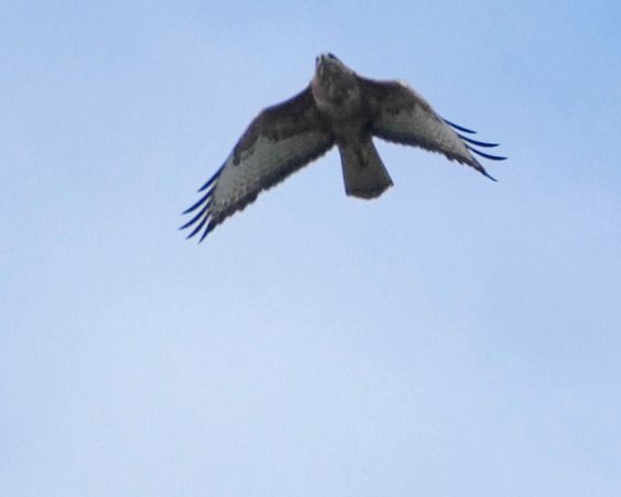 Poiana  - Massimo Angei