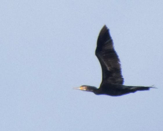 Cormorano  - Massimo Angei