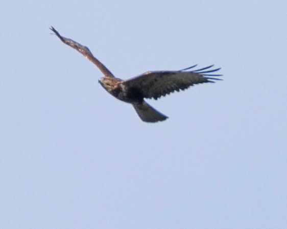 Poiana  - Massimo Angei